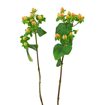 Hypericum Berries Yellow Peach Flower