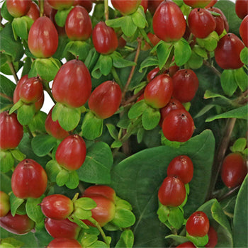 Excellent Flair Marsala Hypericum Berries