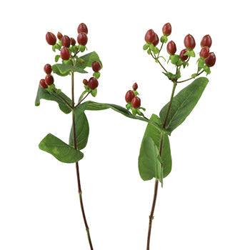 Excellent Flair Marsala Hypericum Berries