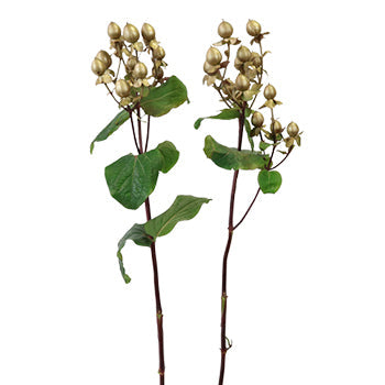 Enhanced Gold Designer Hypericum Berries