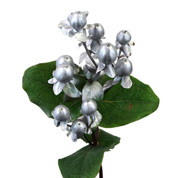 Enhanced Silver Designer Hypericum Berries