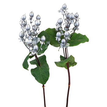 Enhanced Silver Designer Hypericum Berries