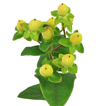 Pear Green Hypericum Berries