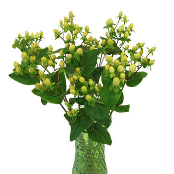Pear Green Hypericum Berries