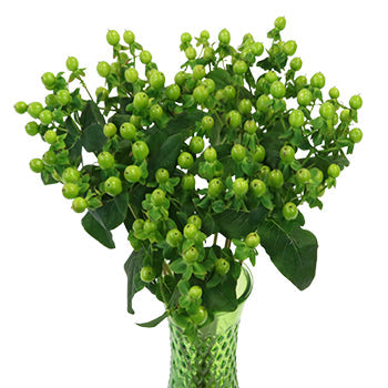 Green Designer Hypericum Berries
