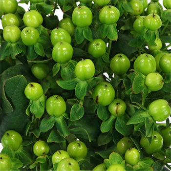 Green Designer Hypericum Berries