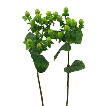 Green Designer Hypericum Berries