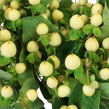 Ivory Designer Hypericum Berries
