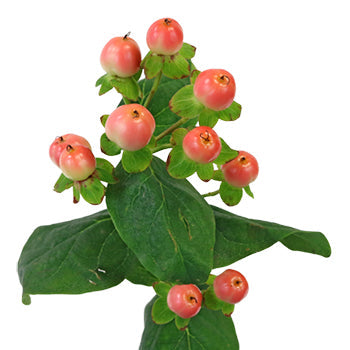 Peaches and Cream Designer Hypericum Berries