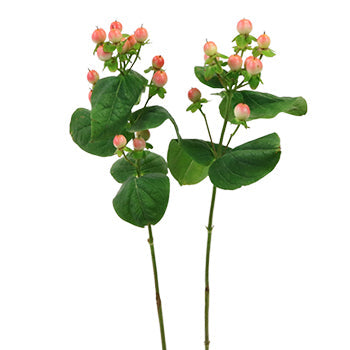 Peaches and Cream Designer Hypericum Berries