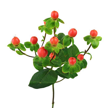 Coral Kissed Hypericum Berries