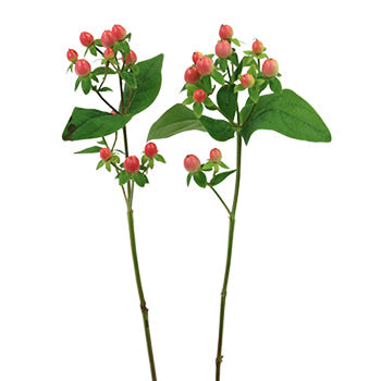 Coral Kissed Hypericum Berries