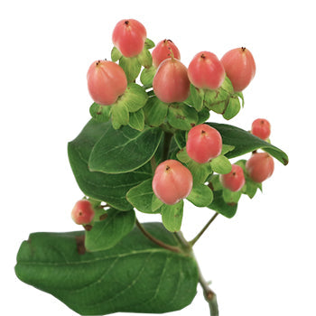 Peaches and Cream Hypericum Berries