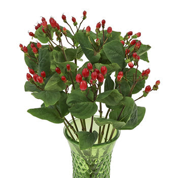 Candy Apple Hypericum Berries