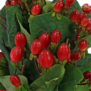 Candy Apple Hypericum Berries
