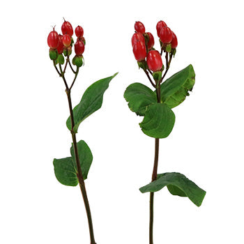 Candy Apple Hypericum Berries