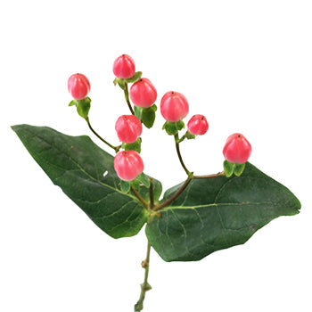 Rose Designer Hypericum Berries
