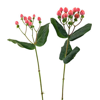 Rose Designer Hypericum Berries