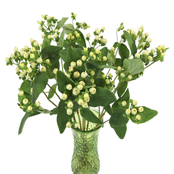 Creamy White Hypericum Berries