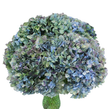 Antique Blue Jumbo Hydrangea
