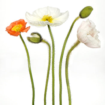 Assorted Poppy Pack