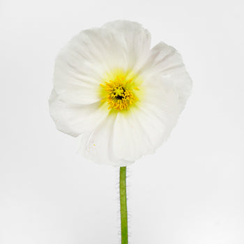 Assorted Poppy Pack