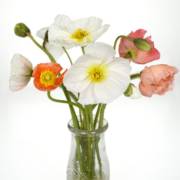 Assorted Poppy Pack