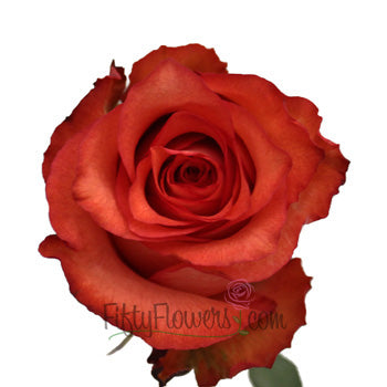 Iguana Orange Terracotta Rose