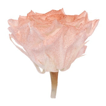 Preserved Iliniza Love Rose