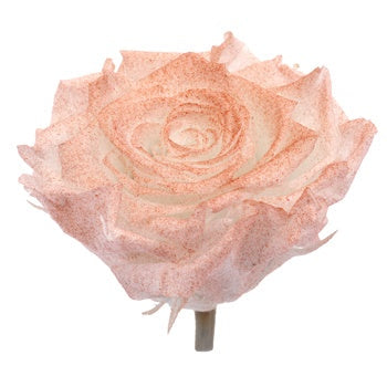 Preserved Iliniza Love Rose