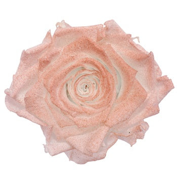 Preserved Iliniza Love Rose