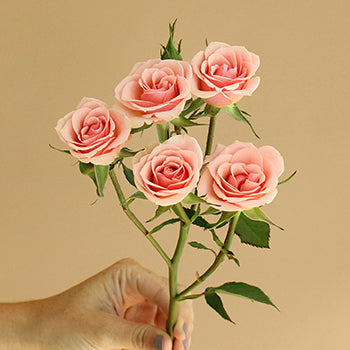 Ilse pale pink Rose Stem