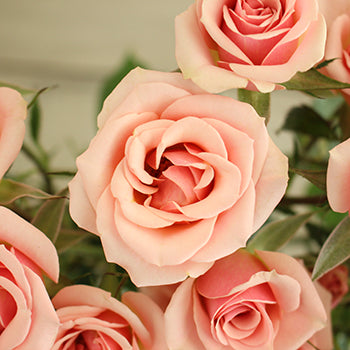 Ilse pale pink Roses up close