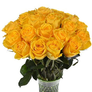 Impact Yellow Rose