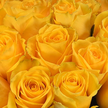 Impact Yellow Rose