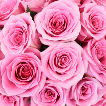 Pink Sweetheart Roses