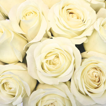 Soft White Sweetheart Roses