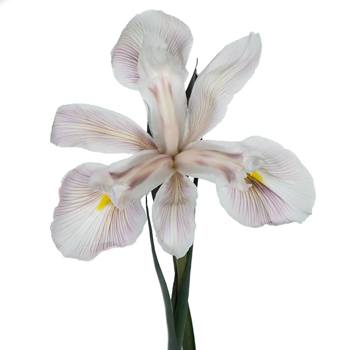 Mocha Ice Brownie Iris