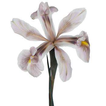 Mocha Ice Brownie Iris