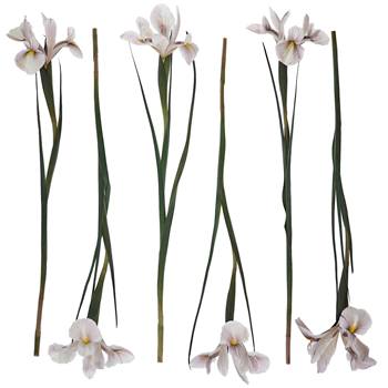 Mocha Ice Brownie Iris