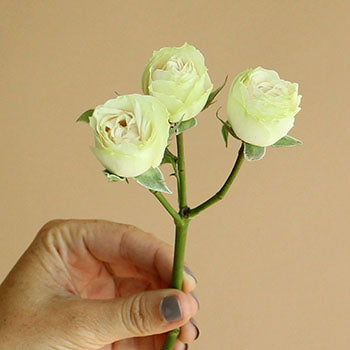 Irishka Cream Rose Stem