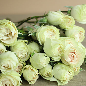 Irishka Cream Roses up close