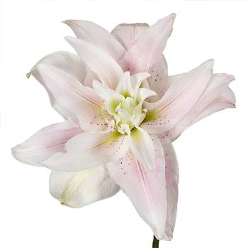 Candy Ice Double Bloom Lily