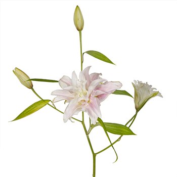 Candy Ice Double Bloom Lily