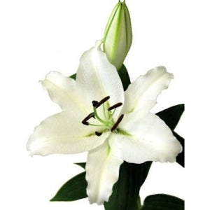 Ivory Oriental Lily