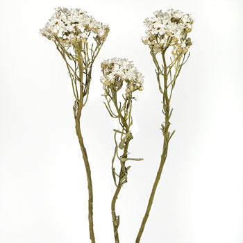 Dried White Mountain Daisy