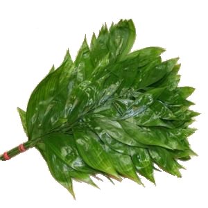 Wholesale greenery jade filler flowers sold as bulk