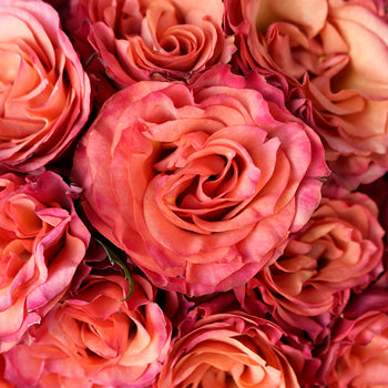 Coral Seduction Rose