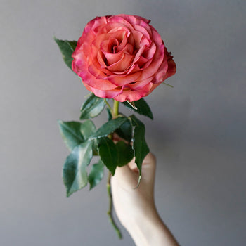 Coral Seduction Rose