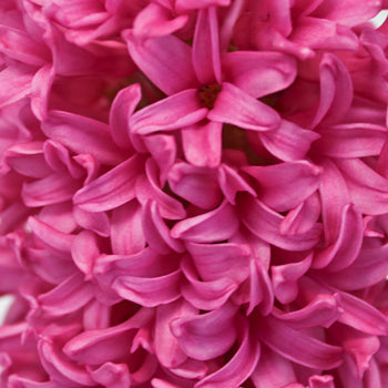 Hyacinth Hot Pink Flower January to April